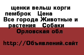 щенки вельш корги пемброк › Цена ­ 50 000 - Все города Животные и растения » Собаки   . Орловская обл.